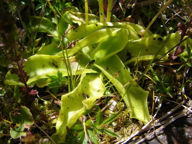 Pinguicula vulgaris?